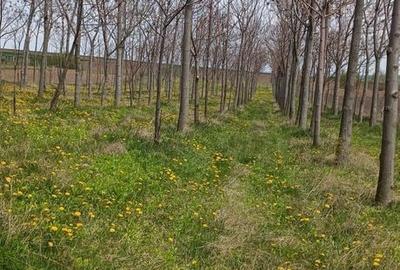 Teren de 11400 mp, în Ciprian Porumbescu - 8