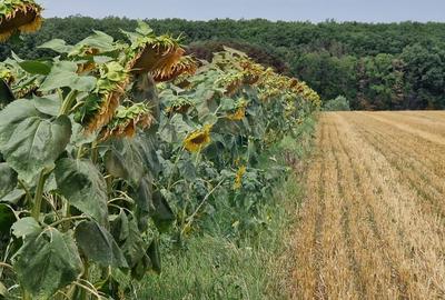 Teren agricol extravilan de 4500 mp, în Moara Vlăsiei - 3