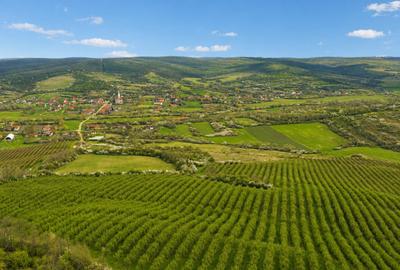 Teren agricol extravilan de 196000 mp, în Brestovăț - 1
