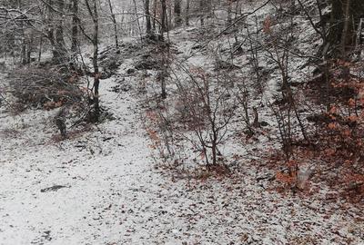 Teren intravilan situat in Busteni - 2