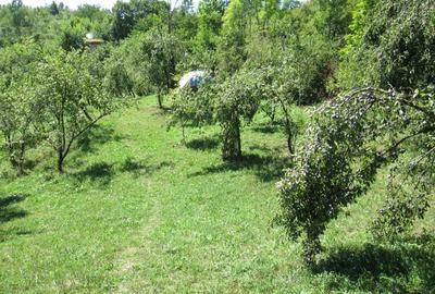 Teren de 4000 mp, în Drăgăneasa - 2