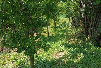 Casa de vanzare in Sacel - 2 corpuri locuibile, 3 bai, gradina, teren generos - 15