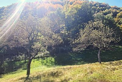 Casa rustica \ deosebita \ Marginimea Sibiului \ Fantanele - 17