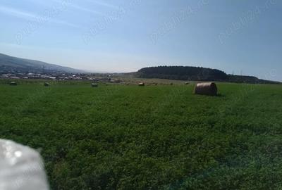 Teren de 8000 mp, în Chinteni - 2