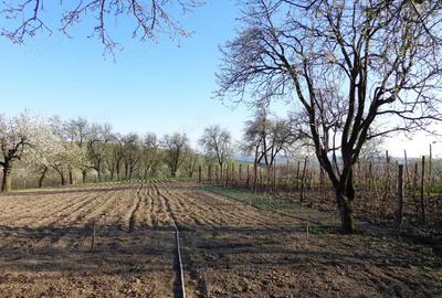 Casa cu anexe si teren - 1