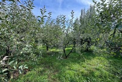 Teren intravilan, livada mixta cu anexa, Preutesti Suceava - 2