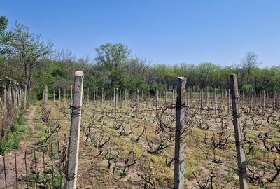 Casă cu 5 camere cu Teren 3937 Mp în Central - 11