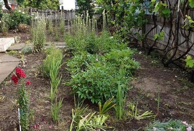 Casă cu 4 camere cu Teren 3120 Mp în Bogata