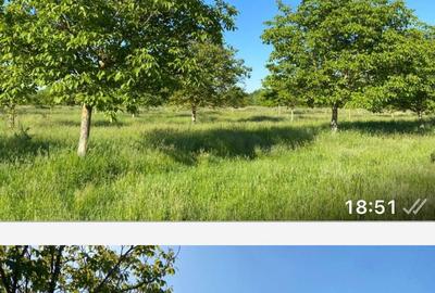 Spațiu comercial, în Bazoș - 3