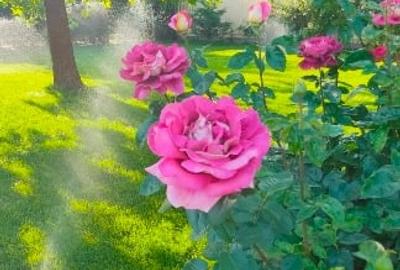 Casă premium de închiriat – Parneava | Ideal expats / corporate - 3