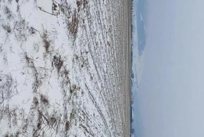 Teren de 5000 mp, în Cărpiniș