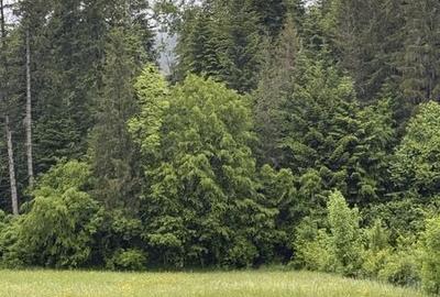 Teren de 1000 mp, în Putna - 4
