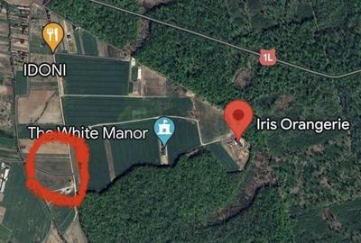 Teren | Poiana Ciolpani | Iris Orangerie - 1