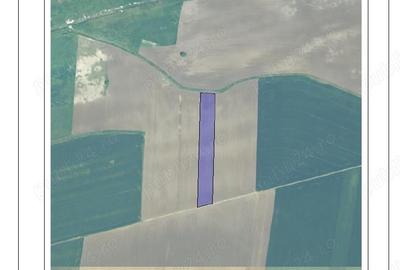 Teren de 30000 mp, în Sânmihaiu Român
