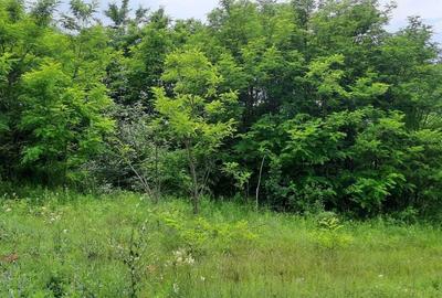 Spațiu comercial, în Luncani - 11