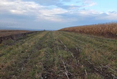 Teren de 3000 mp, în Bosanci - 4