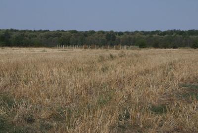 Clinceni-Ordoreanu intre padurea Teghes si Ordoreanu - 3