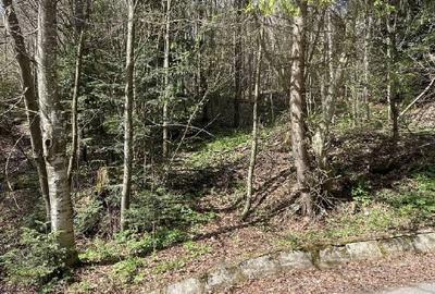 Teren Construcții intravilan de 1136 mp, în Furnica - 2