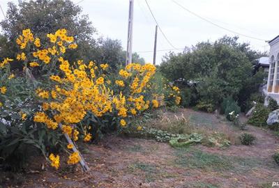 Casă cu 6 camere cu Teren 1000 Mp în Putineiu - 5