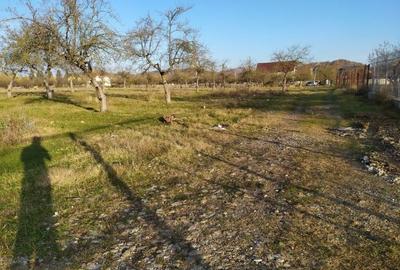 Teren Construcții intravilan de 2490 mp, în Voila - 6