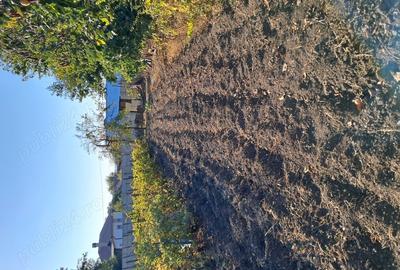 Vand casa de caramida 3 camere+sala+beci 1238mp teren, Segarcea, Dolj - 2