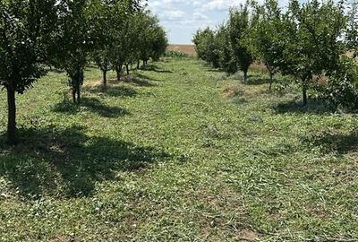 Sat Vartopu, oras Corabia, judetul Olt - 11