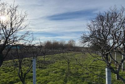 Teren Intravilan 1300mp - 4