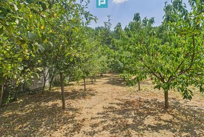 Teren Construcții intravilan de 1106 mp, în Dumbrăvița - 7