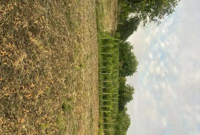 Casa de vanzare in Craiesti comuna Adamus - 3