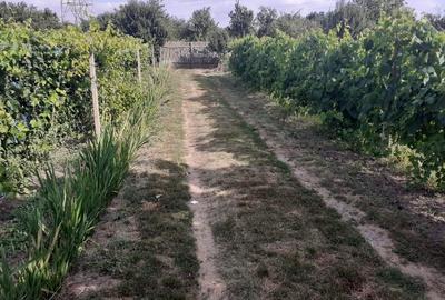 Spațiu comercial, în Mlecănești - 8