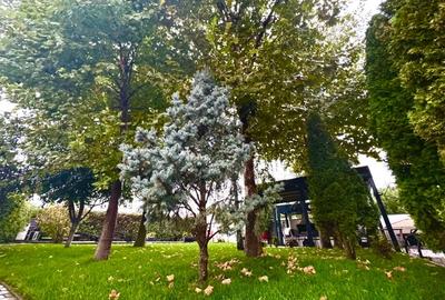Casă individuală cu 5 camere cu Teren 631 Mp în Berceni - 11