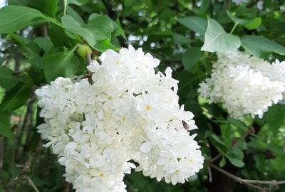 Casă cu 3 camere cu Teren 1550 Mp în Berceni - 2