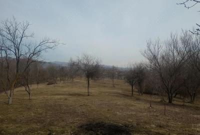 Casă cu 5 camere cu Teren 6200 Mp în Făget - 6