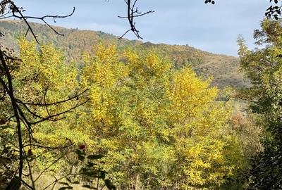 Teren retras panoramic Valea Doftanei 1350 mp panta lina, cu utilitati - 8