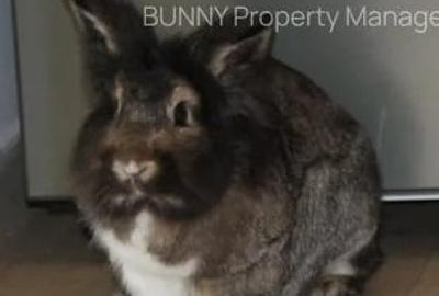 Apartament cu 2 camere semidecomandat, mobilat în Politehnica - 14