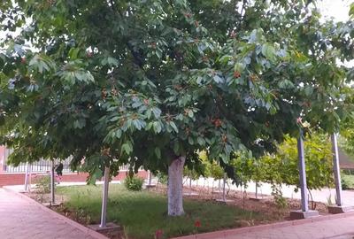 Casă cu 4 camere în Mogoșești - 1