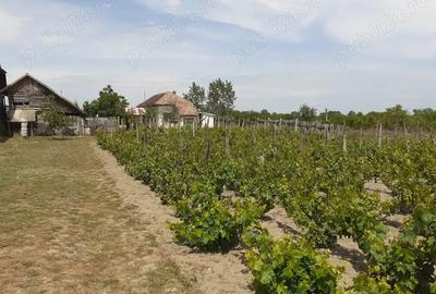 Casă cu 6 camere în Ostroveni - 1