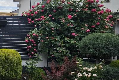 Vila superba in Paradisul Verde Corbeanca - 10