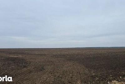 Teren de 5000 mp, în Gălbinași - 1