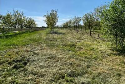 Casă cu 3 camere cu Teren 3000 Mp în Biharia - 8