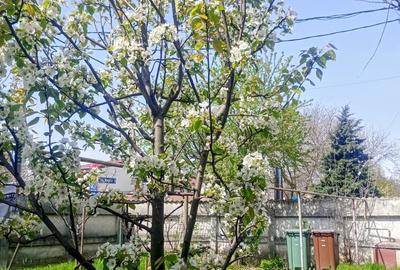 Casă cu 3 camere cu Teren 390 Mp în Jiului - 7