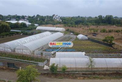 Solare Flori si Legume - Bujori - 2