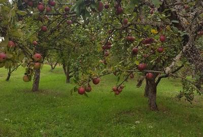 Teren de 6200 mp, în Dumitra - 2