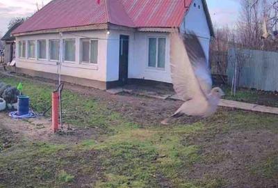 Casă cu 4 camere în Zimnicea - 2