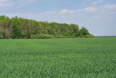 Teren agricol intravilan de 16872 mp, în Butimanu - 3