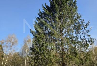 Teren Construcții intravilan de 4900 mp, în Viștea - 2