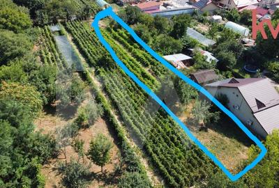 Vatra de casa si plantatie de vita de vie - 1