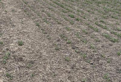 Teren de 660000 mp, în Vasilați - 1