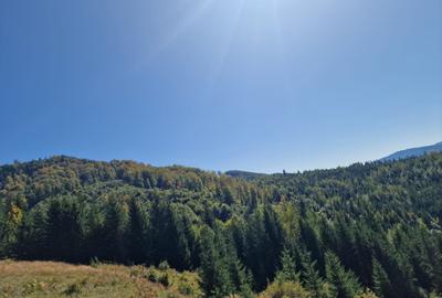 Vindem teren forestier 44165 mp Doabra - Bucovina - 1