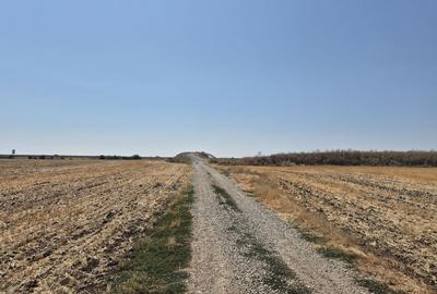 Teren intravilan 4428 mp - Balotesti - 4